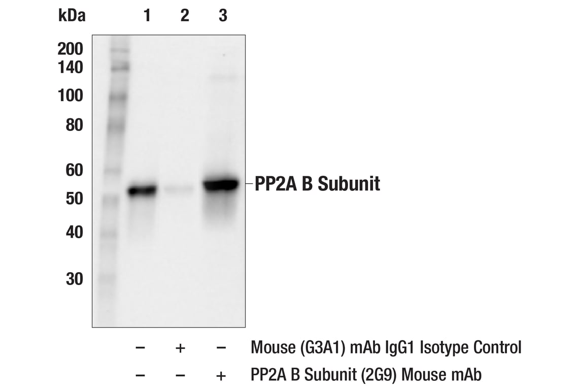 PP2A B Subunit (2G9) Mouse Monoclonal Antibody | Cell Signaling