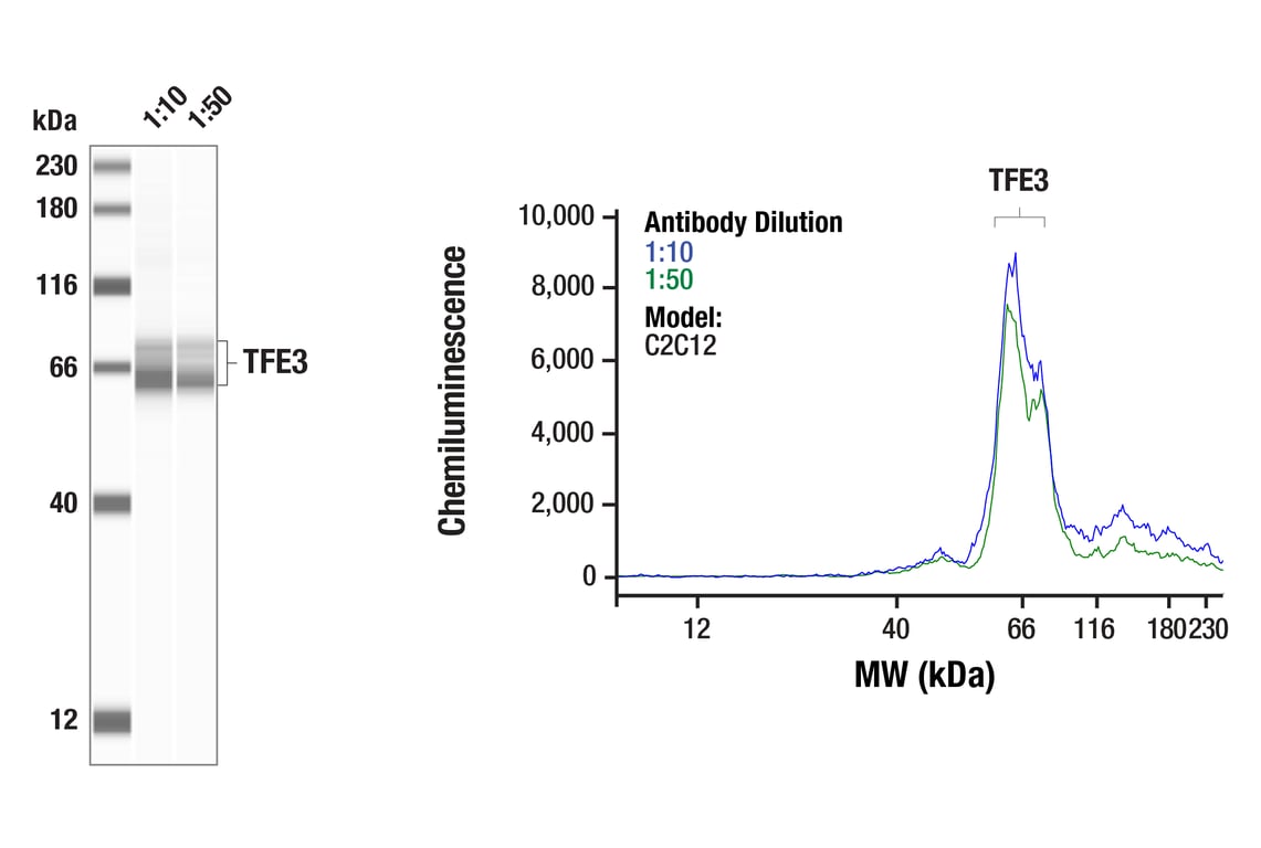 Western Blotting Image 1: TFE3 (F3Z2Q) Rabbit Monoclonal Antibody
