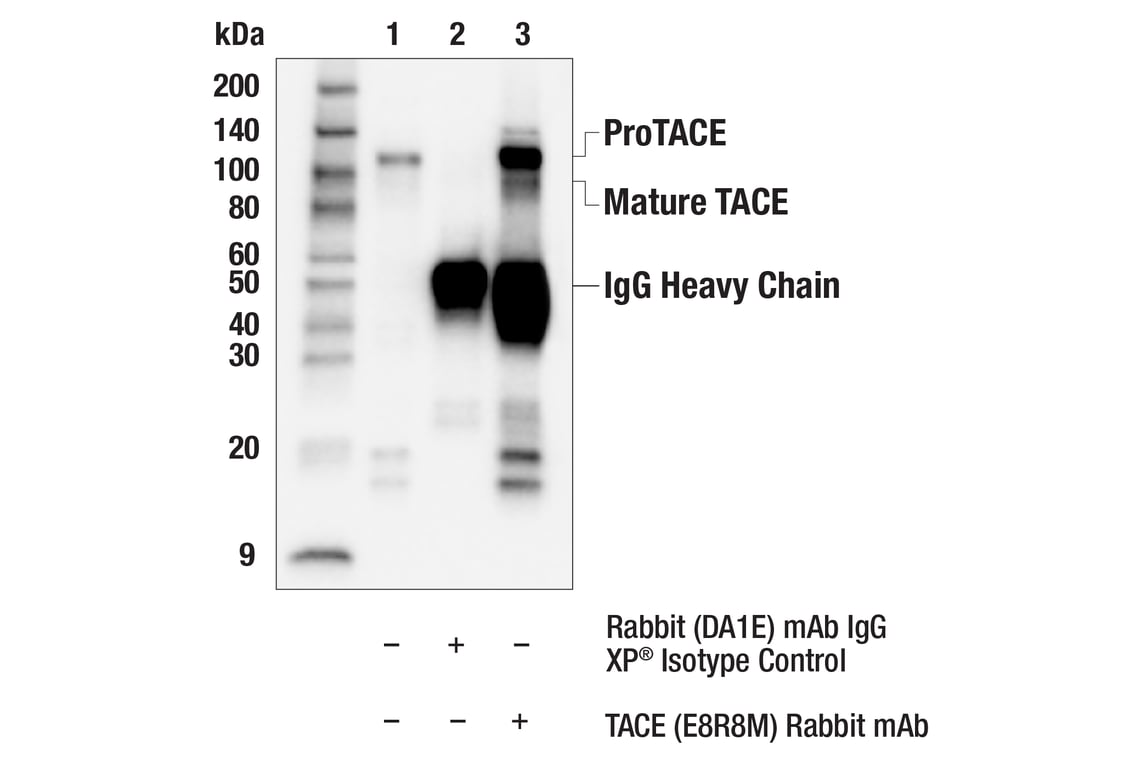 Immunoprecipitation Image 1: TACE (E8R8M) Rabbit Monoclonal Antibody