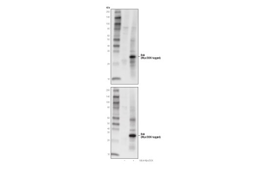 undefined Image 19: Pro-Apoptosis Bcl-2 Family Antibody Sampler Kit II
