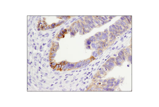 Immunohistochemistry Image 2: CELSR2 (D2M9H) Rabbit Monoclonal Antibody