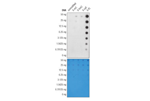 undefined Image 9: DNA Cytosine Modification Antibody Sampler Kit