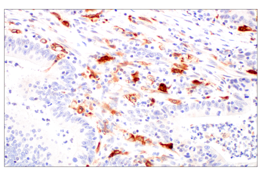 Immunohistochemistry Image 3: HO-1 (E8B7A) XP<sup>®</sup> Rabbit mAb