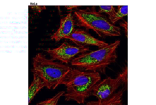 Immunofluorescence Image 1: TFAM (D5C8) Rabbit Monoclonal Antibody