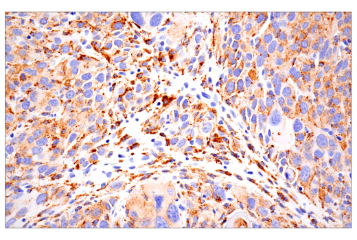 Immunohistochemistry Image 3: CD68 (E3O7V) Rabbit mAb (BSA and Azide Free)