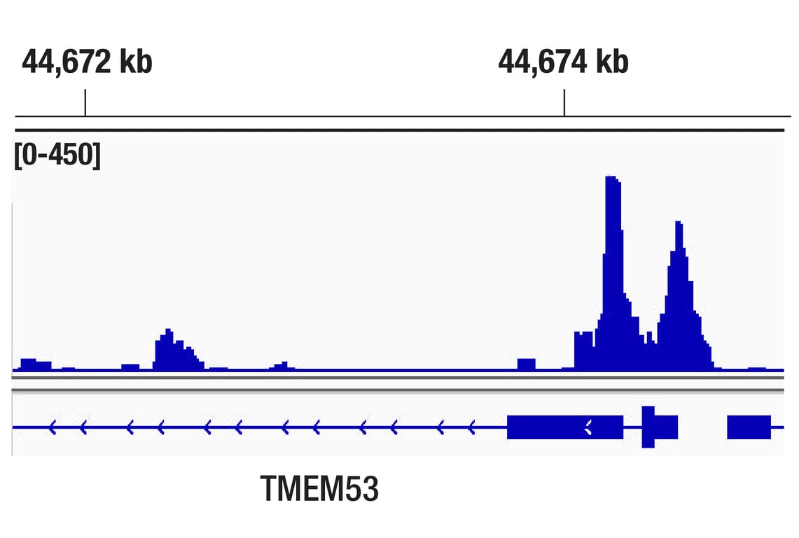 CUT & Tag Image 1: BRD4 (E2A7X) Rabbit Monoclonal Antibody