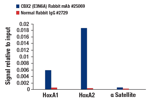 Chromatin Immunoprecipitation Image 3: CBX2 (E3N6A) Rabbit Monoclonal Antibody