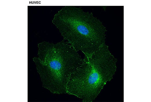 Immunofluorescence Image 1: PZR (D17B10) Rabbit Monoclonal Antibody