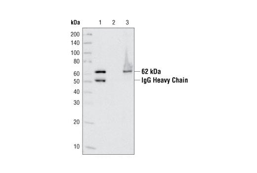Immunoprecipitation Image 1: AMPK alpha Antibody