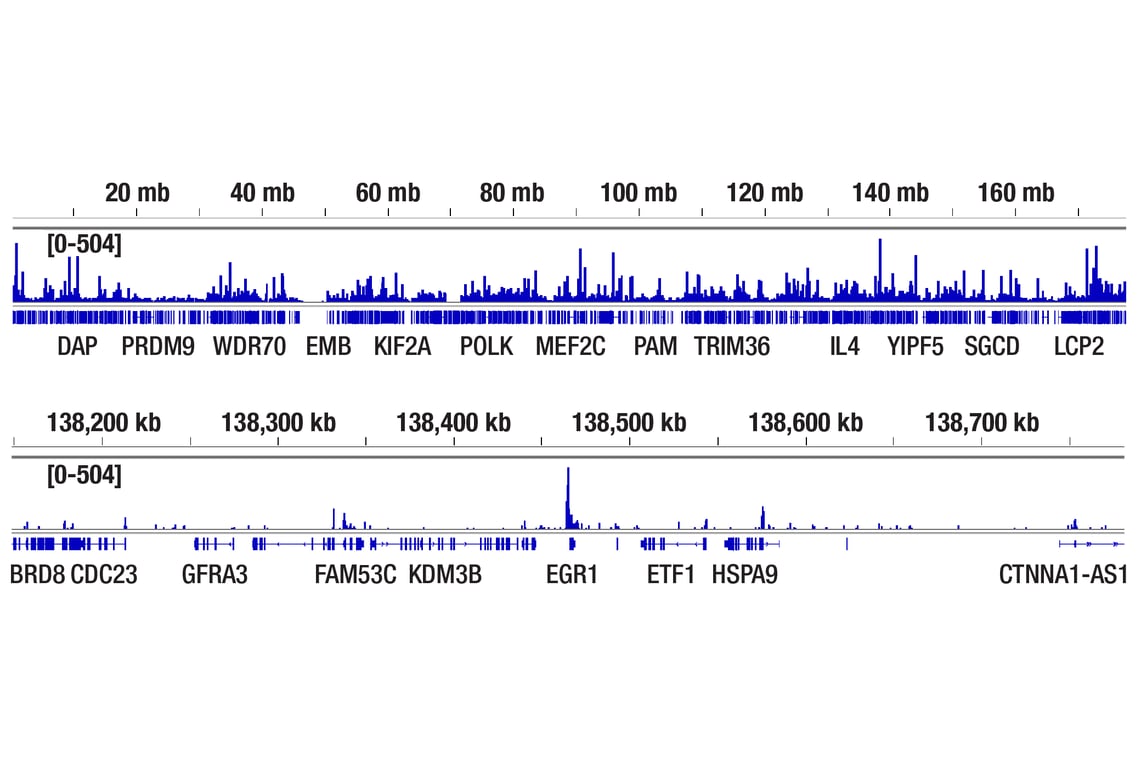 CUT & Tag Image 2: CBP (D9B6) Rabbit Monoclonal Antibody