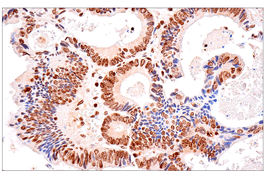 Immunohistochemistry Image 1: SOD1 (E4G1H) Rabbit Monoclonal Antibody (BSA and Azide Free)