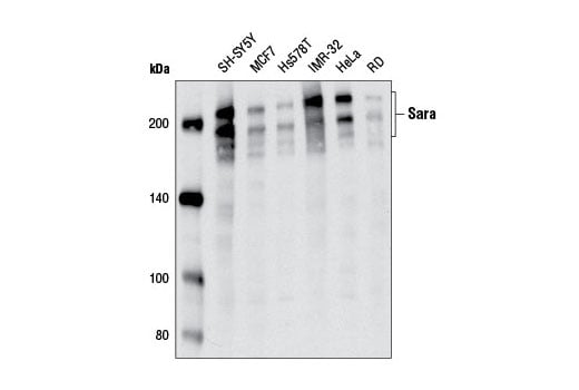 Western Blotting Image 3: Sara (D5X4F) Rabbit Monoclonal Antibody