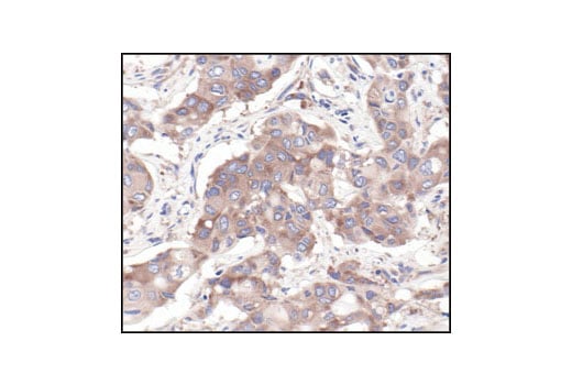 Immunohistochemistry Image 4: S6 Ribosomal Protein (54D2) Mouse Monoclonal Antibody