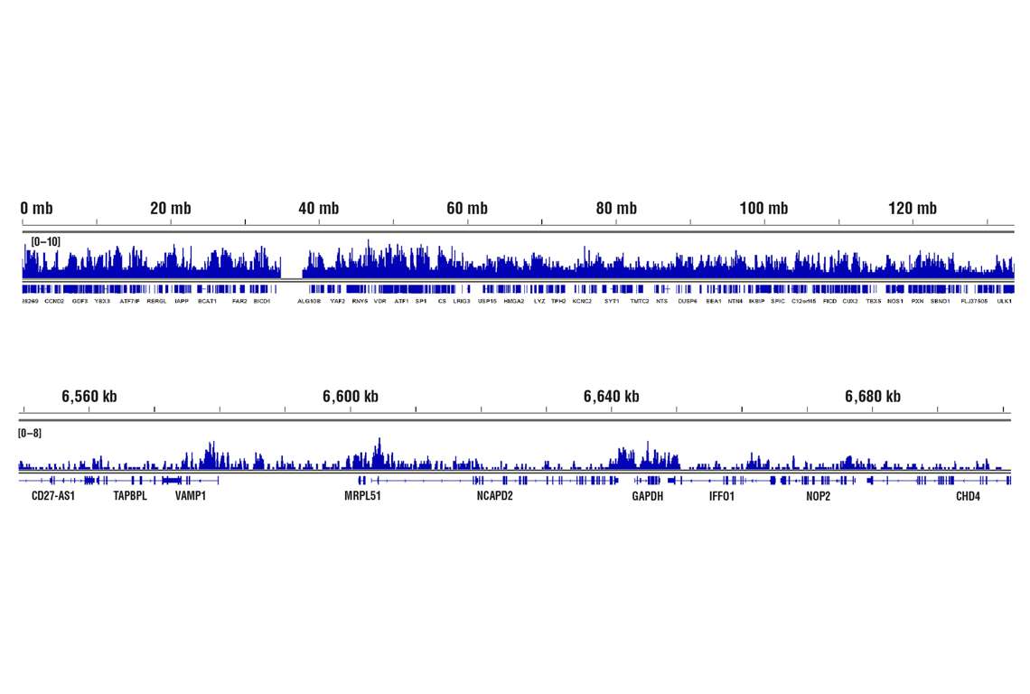 Chromatin Immunoprecipitation Image 2: Di-Methyl-Histone H3 (Lys4) (C64G9) Rabbit Monoclonal Antibody