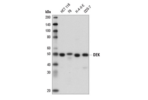 Western Blotting Image 1: DEK (E1L3V) Rabbit mAb