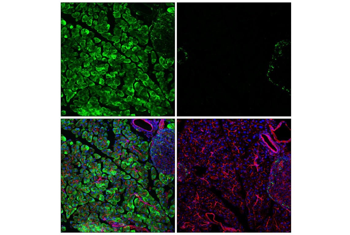 undefined Image 11: PhosphoPlus<sup>®</sup> S6 Ribosomal Protein (Ser235/Ser236) Antibody Duet