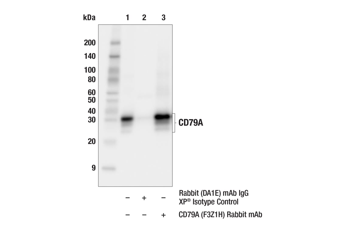 Immunoprecipitation Image 1: CD79A (F3Z1H) Rabbit Monoclonal Antibody