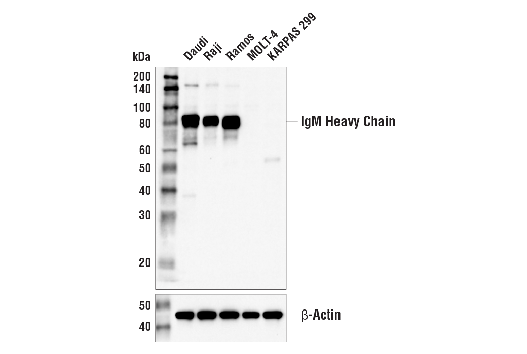 Western Blotting Image 1: IgM (E9U8J) XP<sup>®</sup> Rabbit mAb