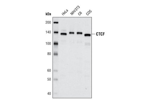 Western Blotting Image 1: CTCF (D31H2) XP<sup>®</sup> Rabbit mAb