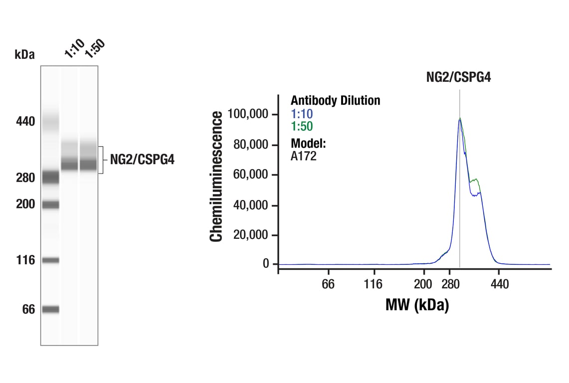Western Blotting Image 1: NG2/CSPG4 (E3B3G) Rabbit Monoclonal Antibody