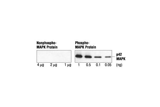 Western Blotting Image 1: Phospho-p44/42 MAPK (Erk1/2) (Thr202/Tyr204) (E10) Mouse mAb