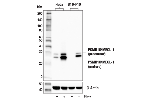 Western Blotting Image 2: PSMB10/MECL-1 (E6R7O) Rabbit Monoclonal Antibody