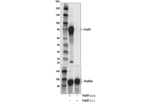 Western Blotting Image 2: FoxO1 (C29H4) Rabbit Monoclonal Antibody (Biotinylated)