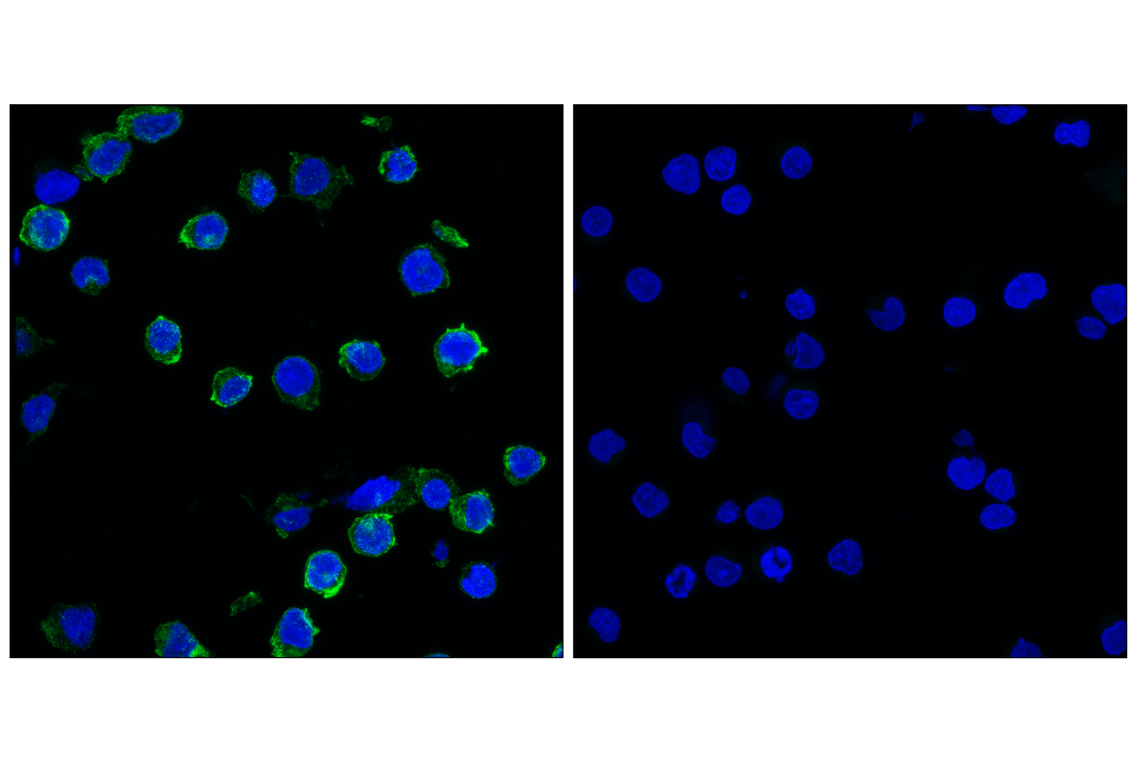 Immunofluorescence Image 1: RANK (E2N2Y) Rabbit Monoclonal Antibody