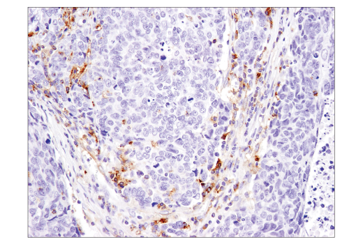 Immunohistochemistry Image 2: MX1 (D3W7I) Rabbit Monoclonal Antibody (BSA and Azide Free)