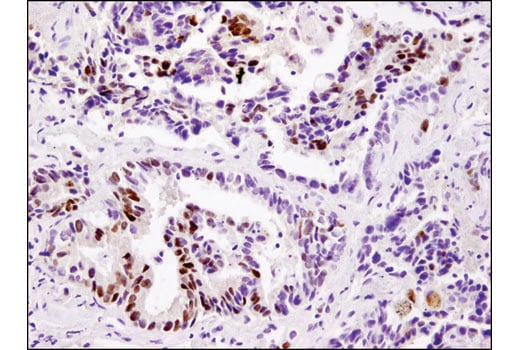 Immunohistochemistry Image 1: DAX1 (D2F1) Rabbit Monoclonal Antibody