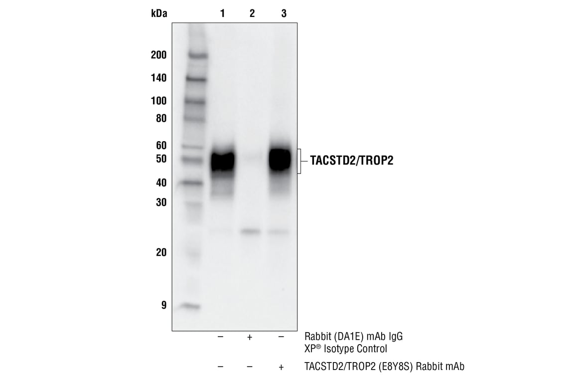 Immunoprecipitation Image 1: TACSTD2/TROP2 (E8Y8S) Rabbit Monoclonal Antibody