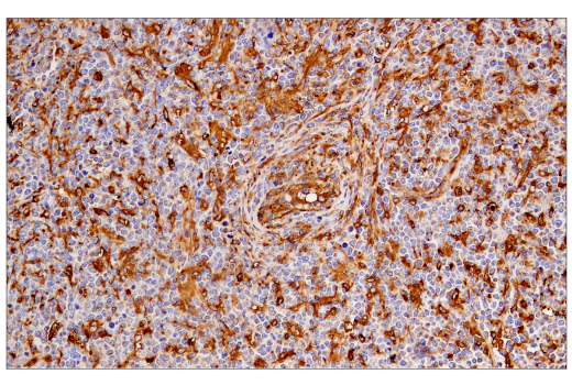 Immunohistochemistry Image 2: MHC Class II (LGII-612.14) Mouse Monoclonal Antibody (BSA and Azide Free)