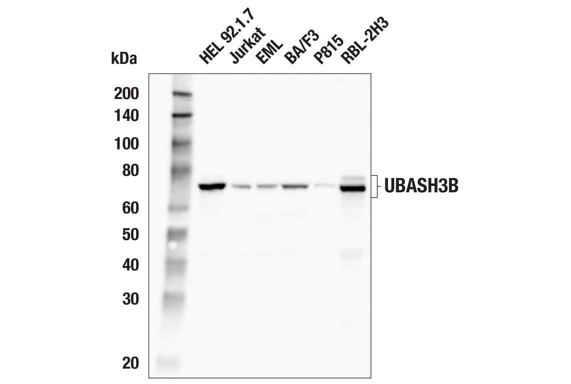 Western Blotting Image 2: UBASH3B (E7Y2R) Rabbit Monoclonal Antibody