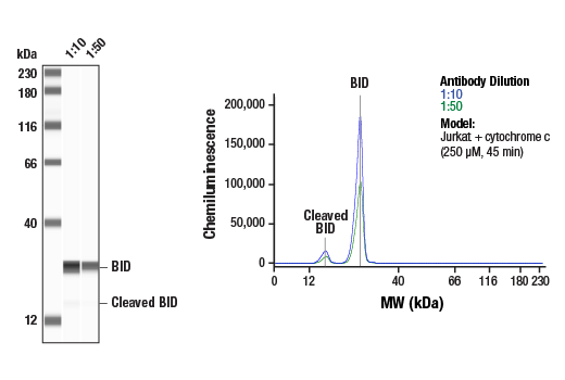 Western Blotting Image 1: BID Antibody