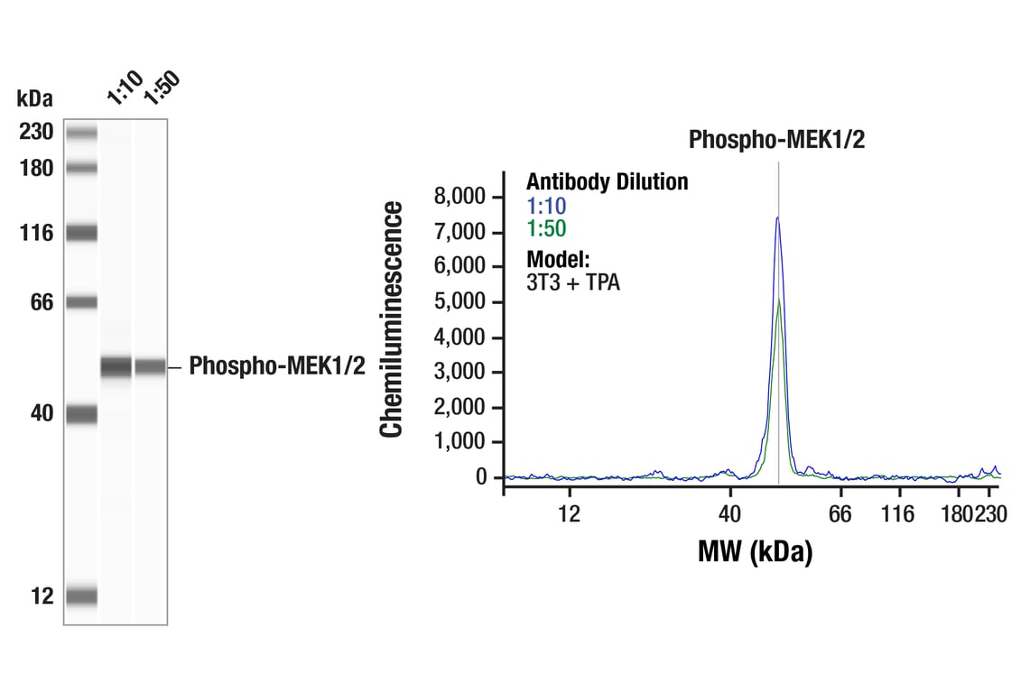 Phospho-MEK1/2 (Ser217/221) (41G9) Rabbit mAb | Cell