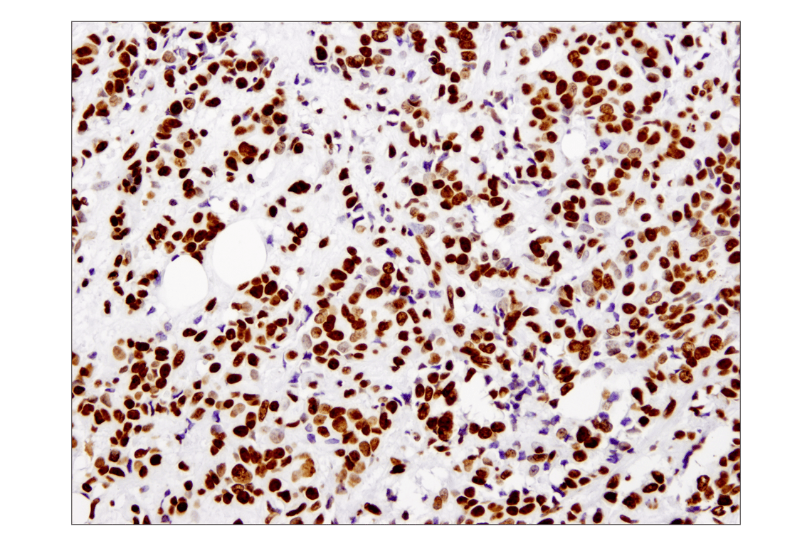 Immunohistochemistry Image 1: Histone H3 (1B1B2) Mouse Monoclonal Antibody