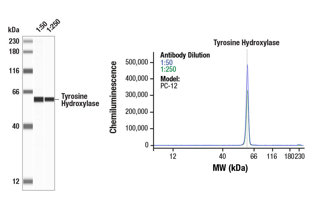 Western Blotting Image 1: Tyrosine Hydroxylase (A8Y7R) Rabbit Monoclonal Antibody