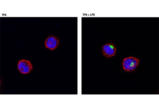 Immunofluorescence Image 1: TNF-alpha (D1G2) Rabbit Monoclonal Antibody