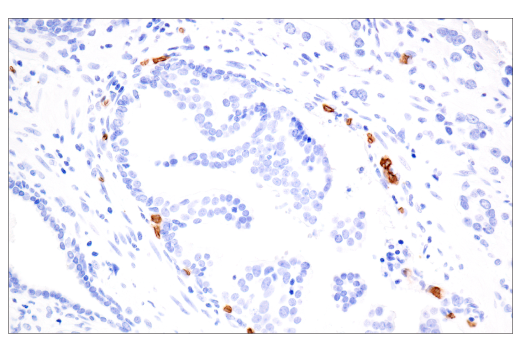Immunohistochemistry Image 4: CD235a/Glycophorin A (JC159) Rabbit Monoclonal Antibody