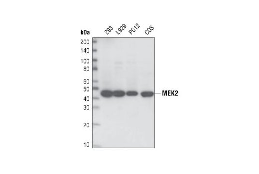 Western Blotting Image 3: MEK2 (13E3) Rabbit Monoclonal Antibody