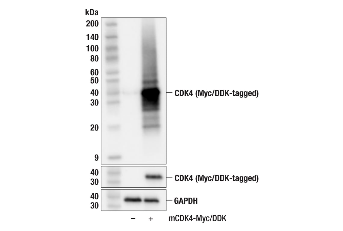 Western Blotting Image 3: CDK4 (F8L5F) Rabbit Monoclonal Antibody