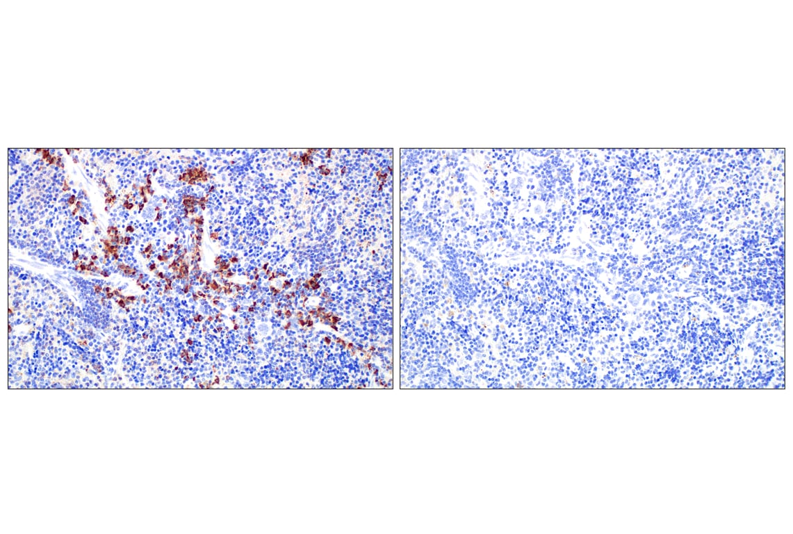 Immunohistochemistry Image 7: IgM (E8M1B) Rabbit Monoclonal Antibody (BSA and Azide Free)