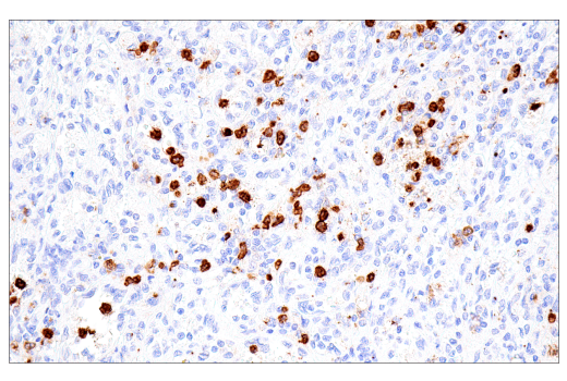 Immunohistochemistry Image 1: CD15/SSEA1 (MMA) Mouse Monoclonal Antibody
