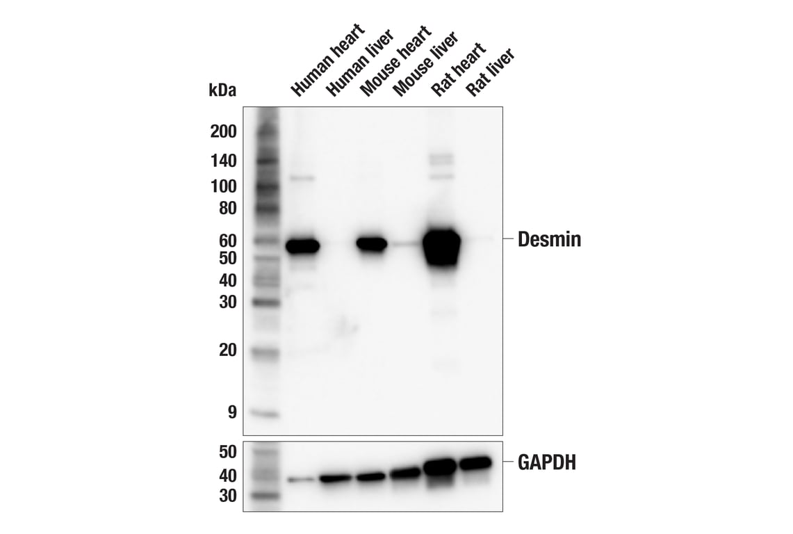 Western Blotting Image 2: Desmin (F5V4I) Rabbit Monoclonal Antibody (BSA and Azide Free)