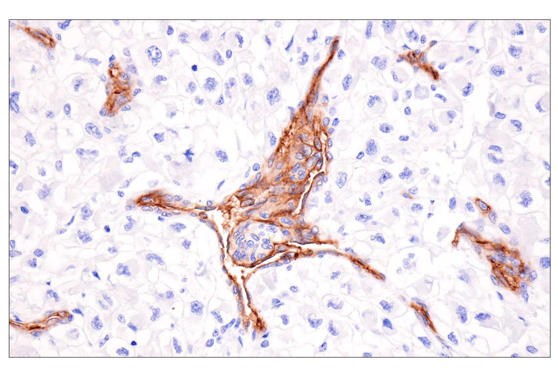 Immunohistochemistry Image 1: ESAM (F2Y5Q) Rabbit Monoclonal Antibody