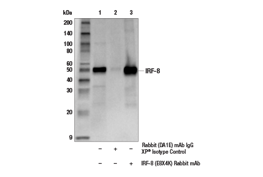 Immunoprecipitation Image 1: IRF-8 (E8X4K) Rabbit Monoclonal Antibody