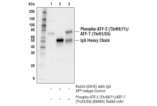 Immunoprecipitation Image 1: Phospho-ATF-2 (Thr69/71)/ATF-7 (Thr51/53) (E6A8A) Rabbit Monoclonal Antibody