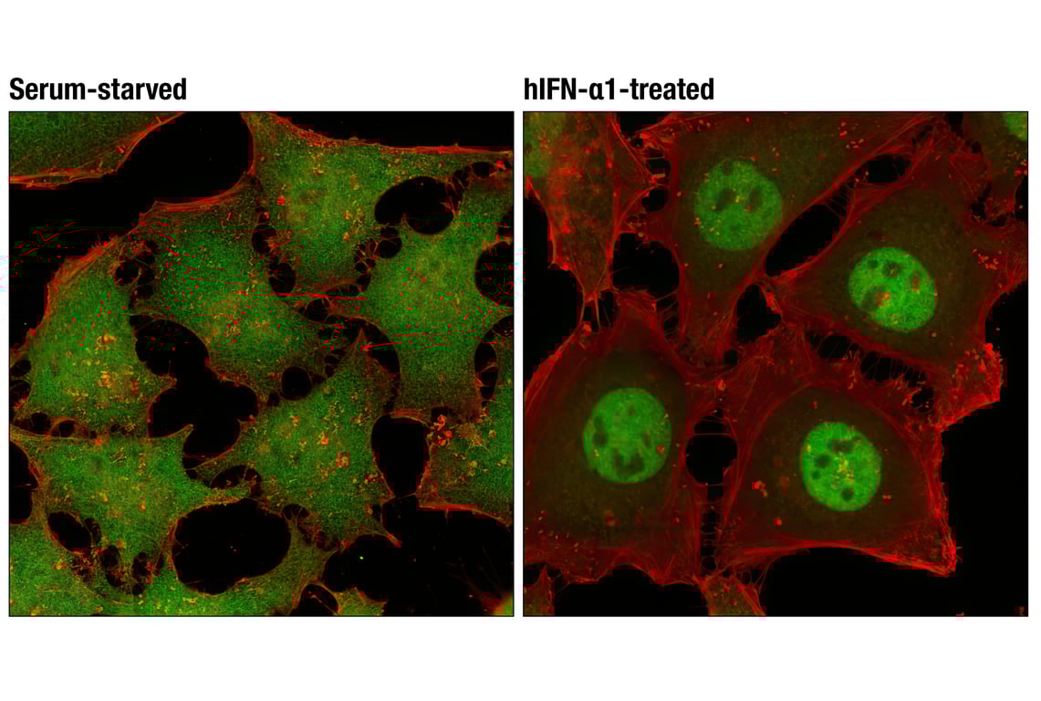Immunofluorescence Image 1: Stat3 alpha (D1A5) Rabbit Monoclonal Antibody (BSA and Azide Free)