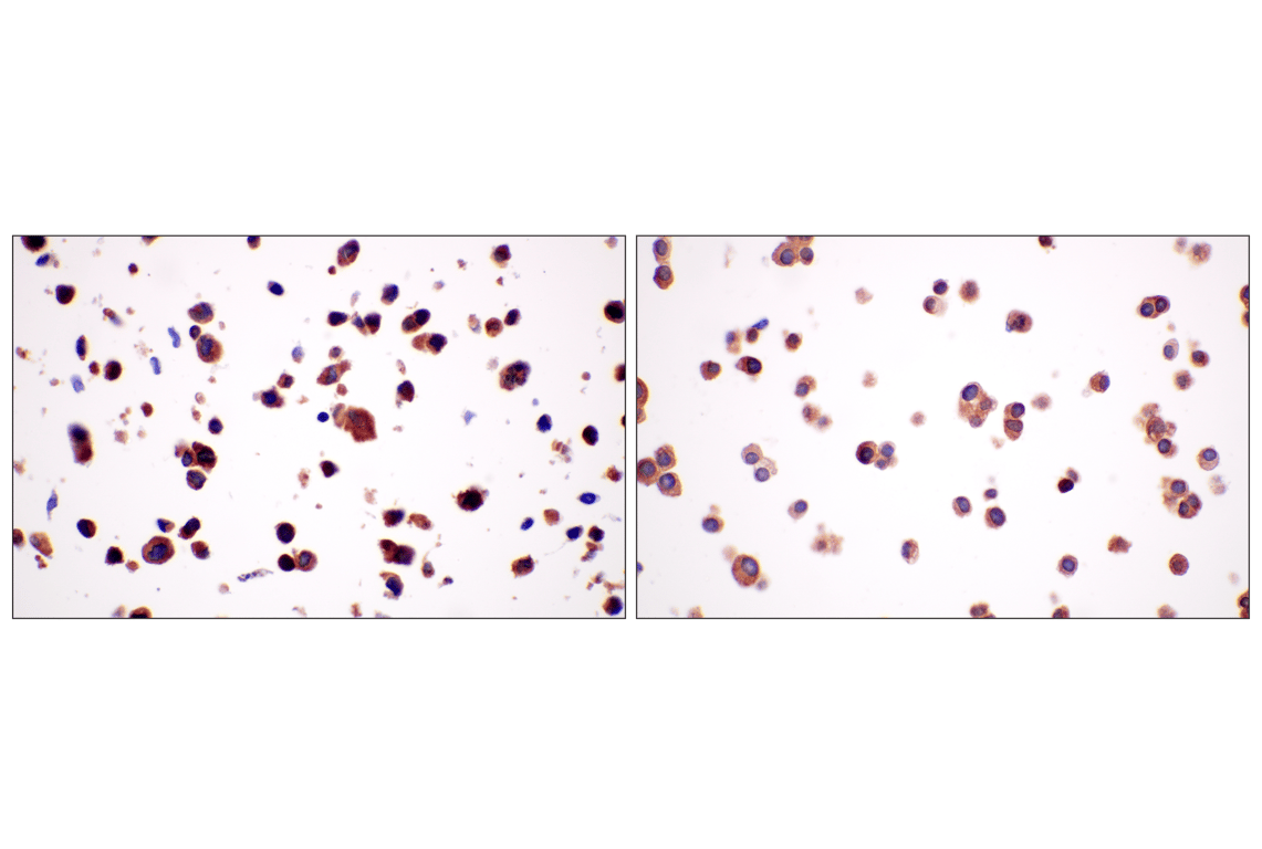 Immunohistochemistry Image 12: SHMT1 (F5Q3S) Rabbit Monoclonal Antibody