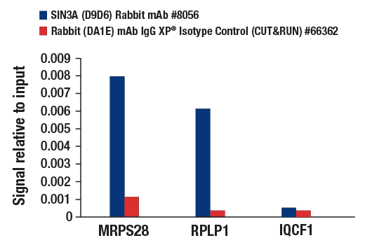 CUT & RUN Image 3: SIN3A (D9D6) Rabbit Monoclonal Antibody